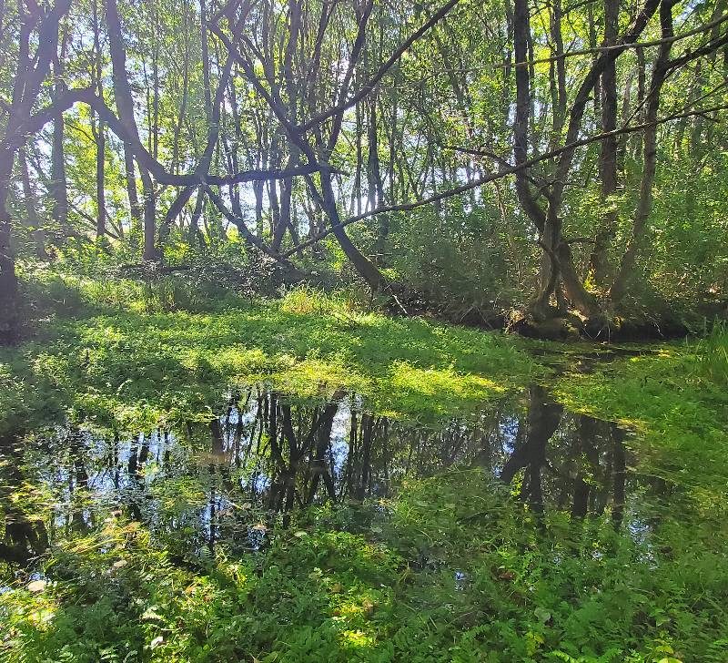 Покана до јавноста за присуство на јавна расправа по Нацрт Закон за прогласување на Белчишко Блато за заштитено подрачје во категорија IV – Парк на природа